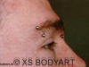 Augenbraue piercing